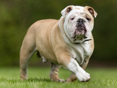 Anglický buldok