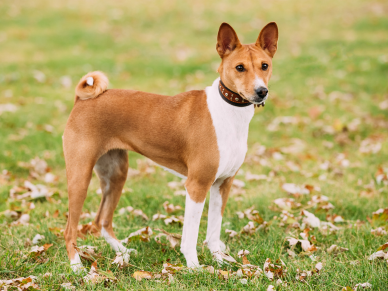 Basenji