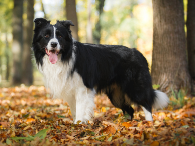 Border kolie
