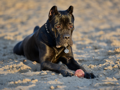 Cane Corso