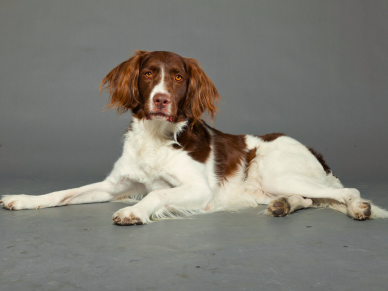 Drentský koroptvář