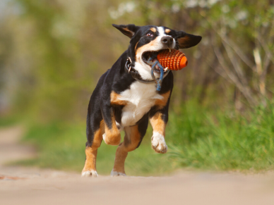 Entlebušský salašnický pes