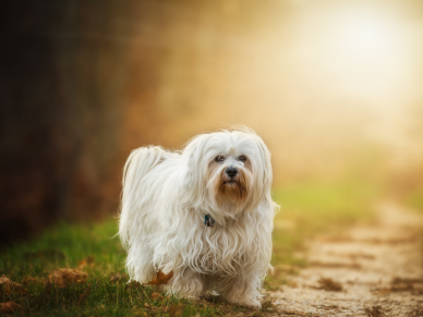 Havanský psík