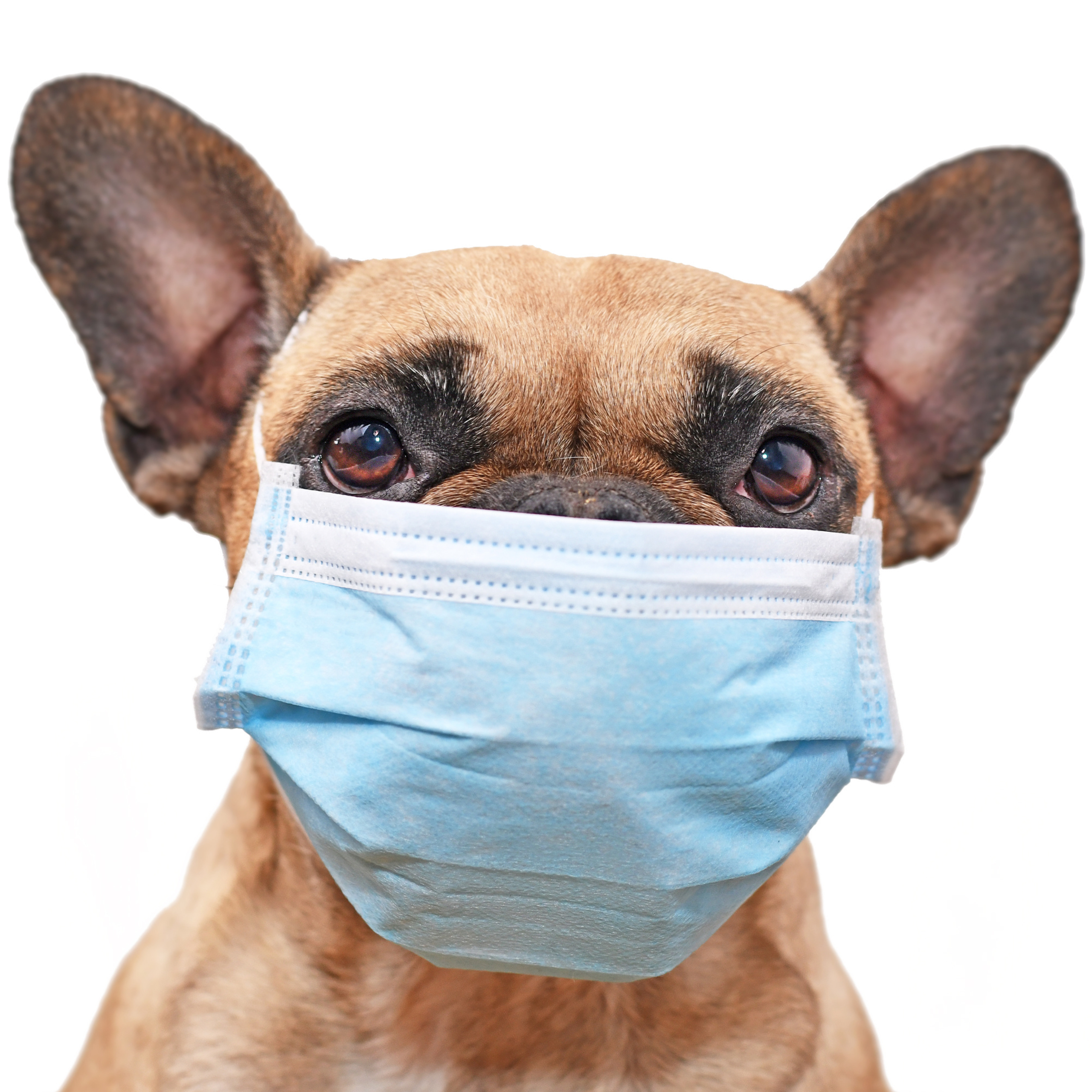 Proč v tomto období podpořit imunitu u našich psích miláčků?