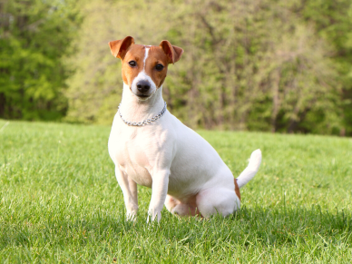 Jack Russel teriér