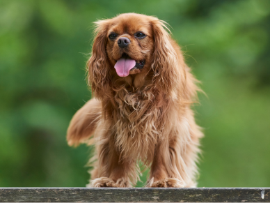 Kavalír King Charles