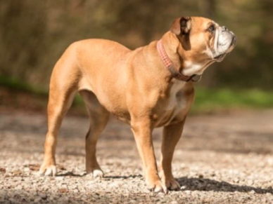 Kontinentální buldok