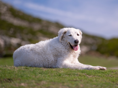 Kuvasz