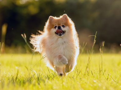 Pomeranian