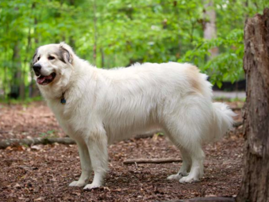 Pyrenejský horský pes