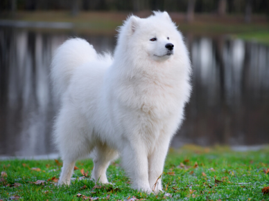 Samojed