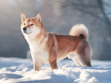 Shiba-Inu