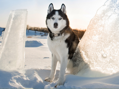 Sibiřský husky