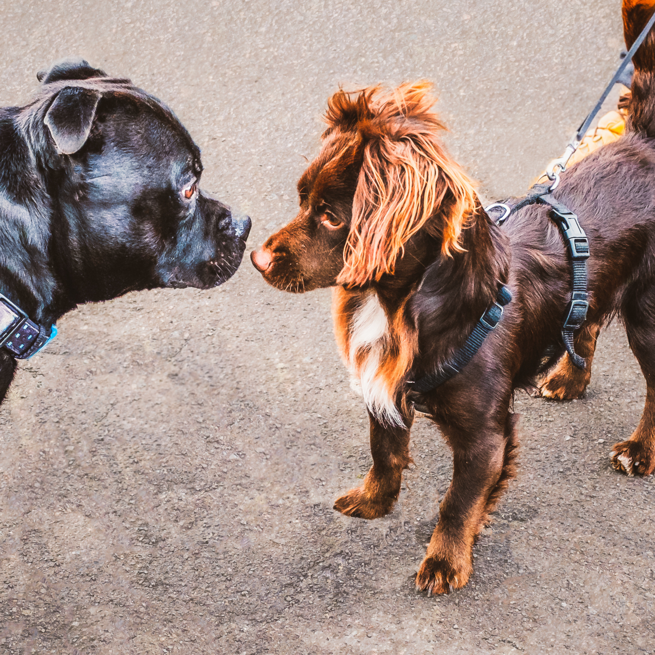Socializace je základ každého chlupáče.
