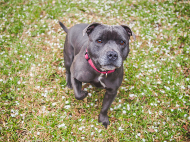 Stafordšírský bulteriér