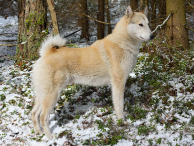 Západosibiřská lajka