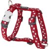 Red Dingo postroj – Stars White on Red – 15 mm x 36-54 cm