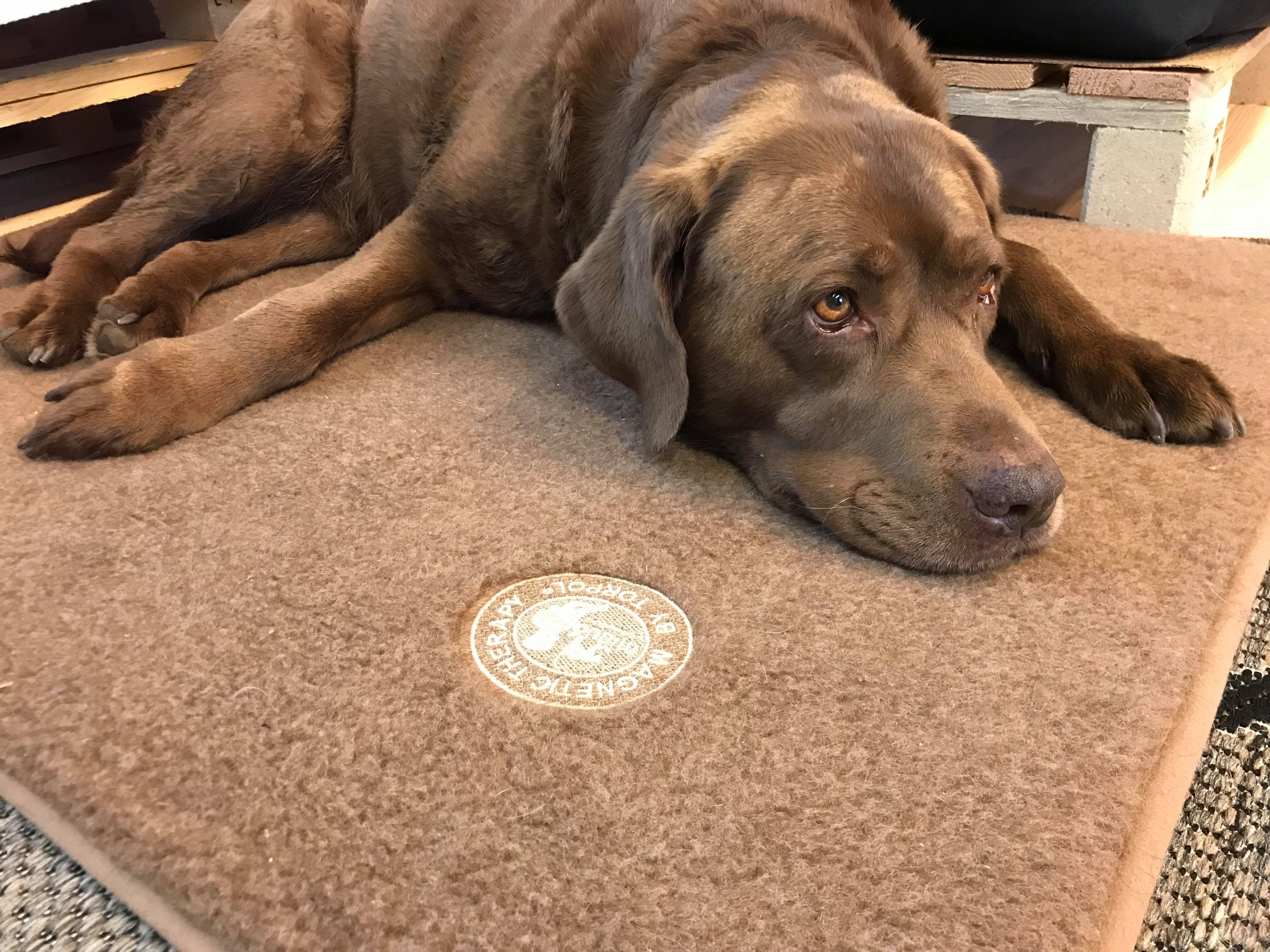 Magnetická terapie pro psy