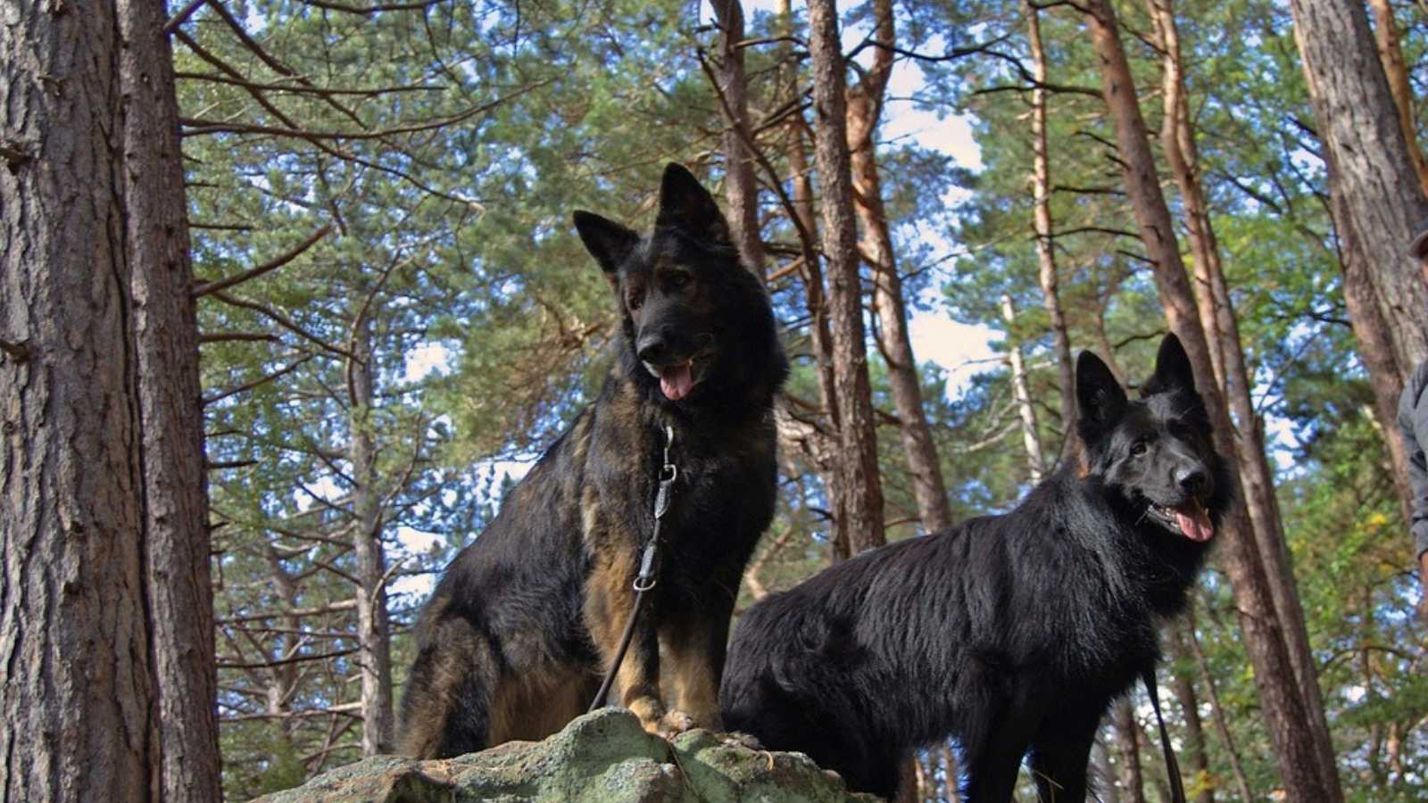 Dogtrekking - vyrazte na společnou túru!