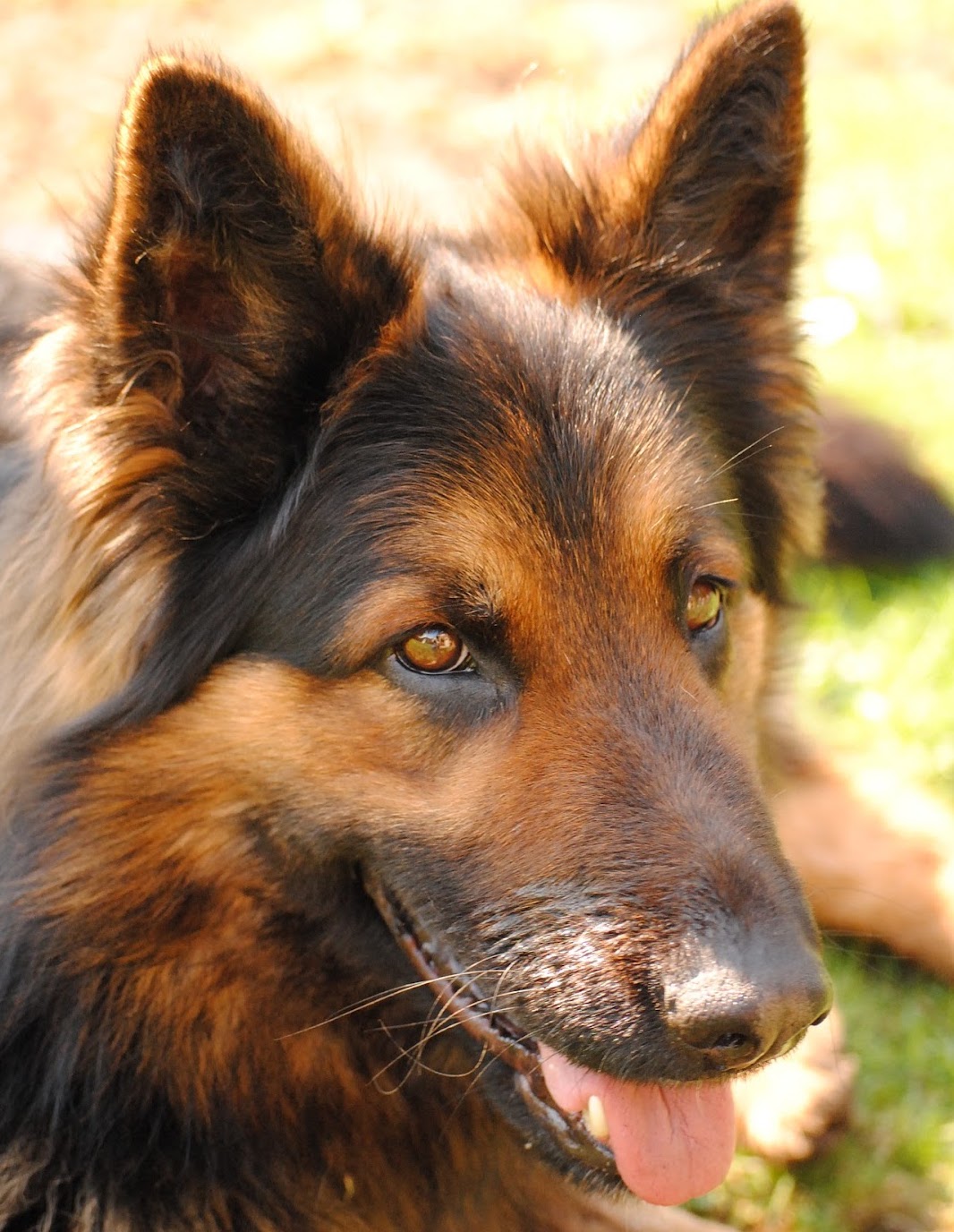 Kamarád pro děti i hlídač - to je chodský pes!