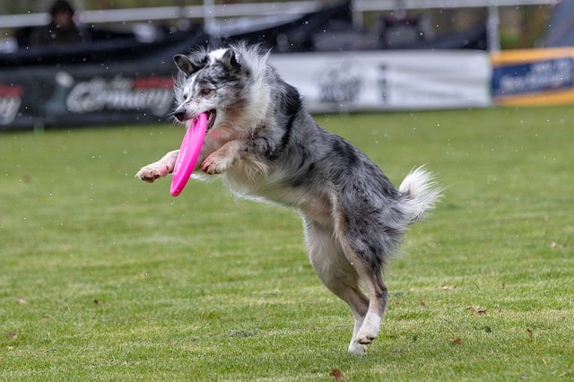 Dogfrisbee - zábava pro vás i vašeho psa