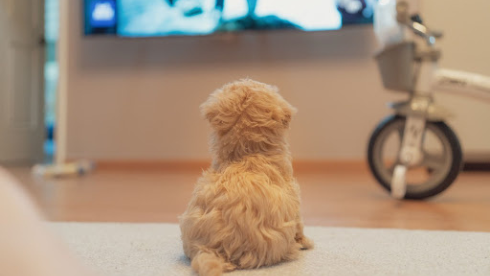 Jak pes vidí televizi?