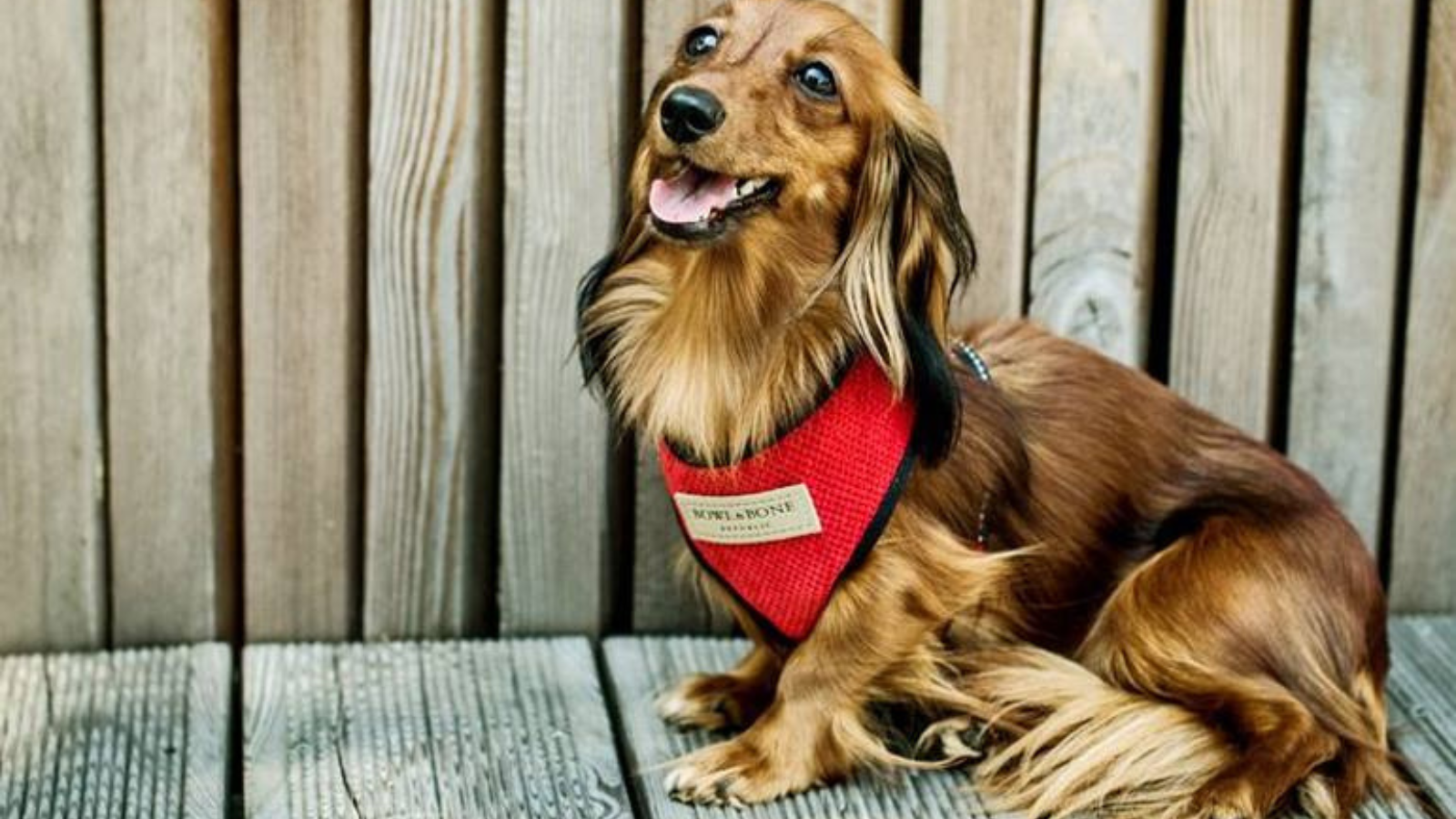 Jak správně vybrat postroj pro psa