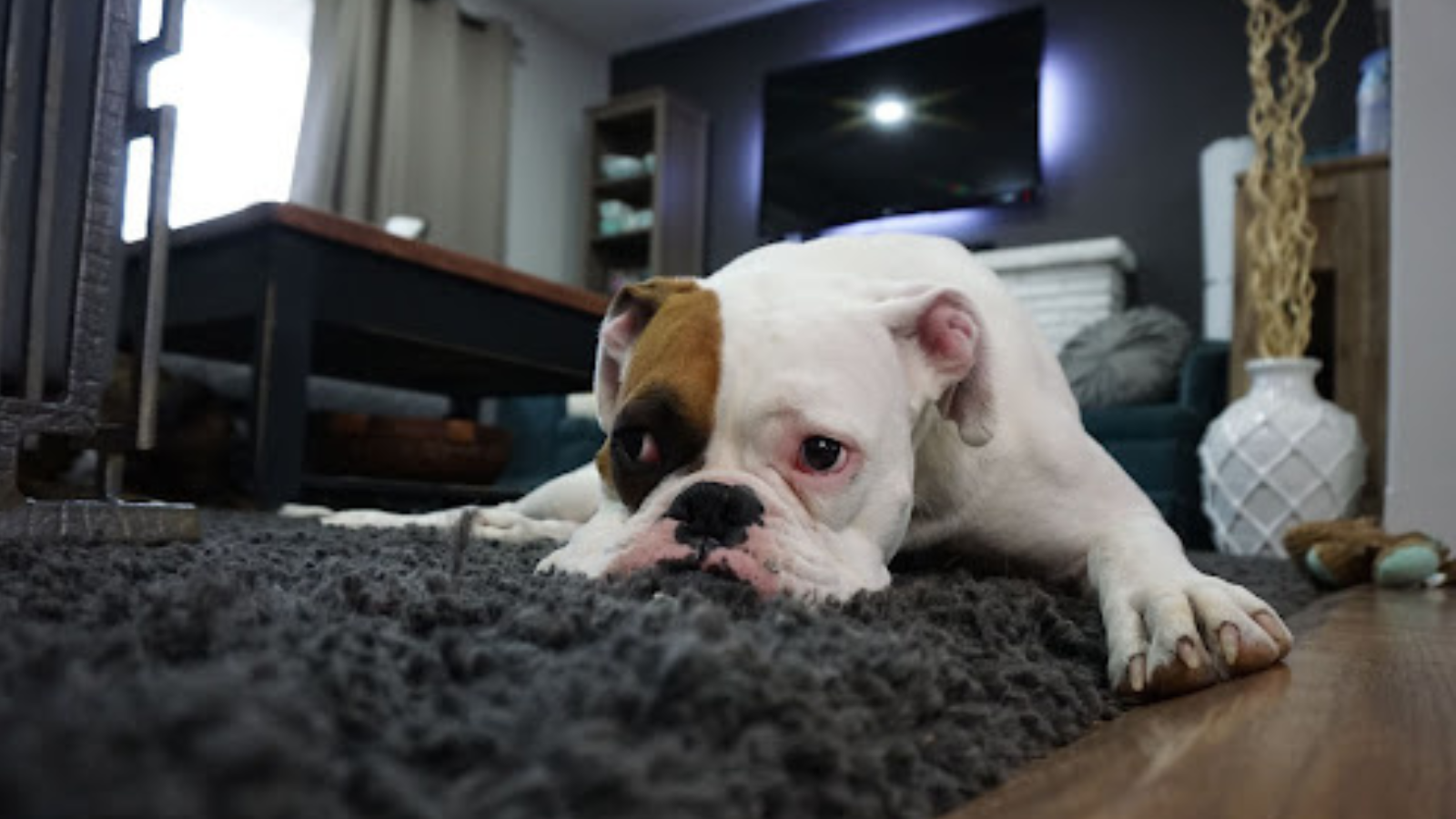 Kašle váš pes? Možná se jedná o závažný psincový kašel