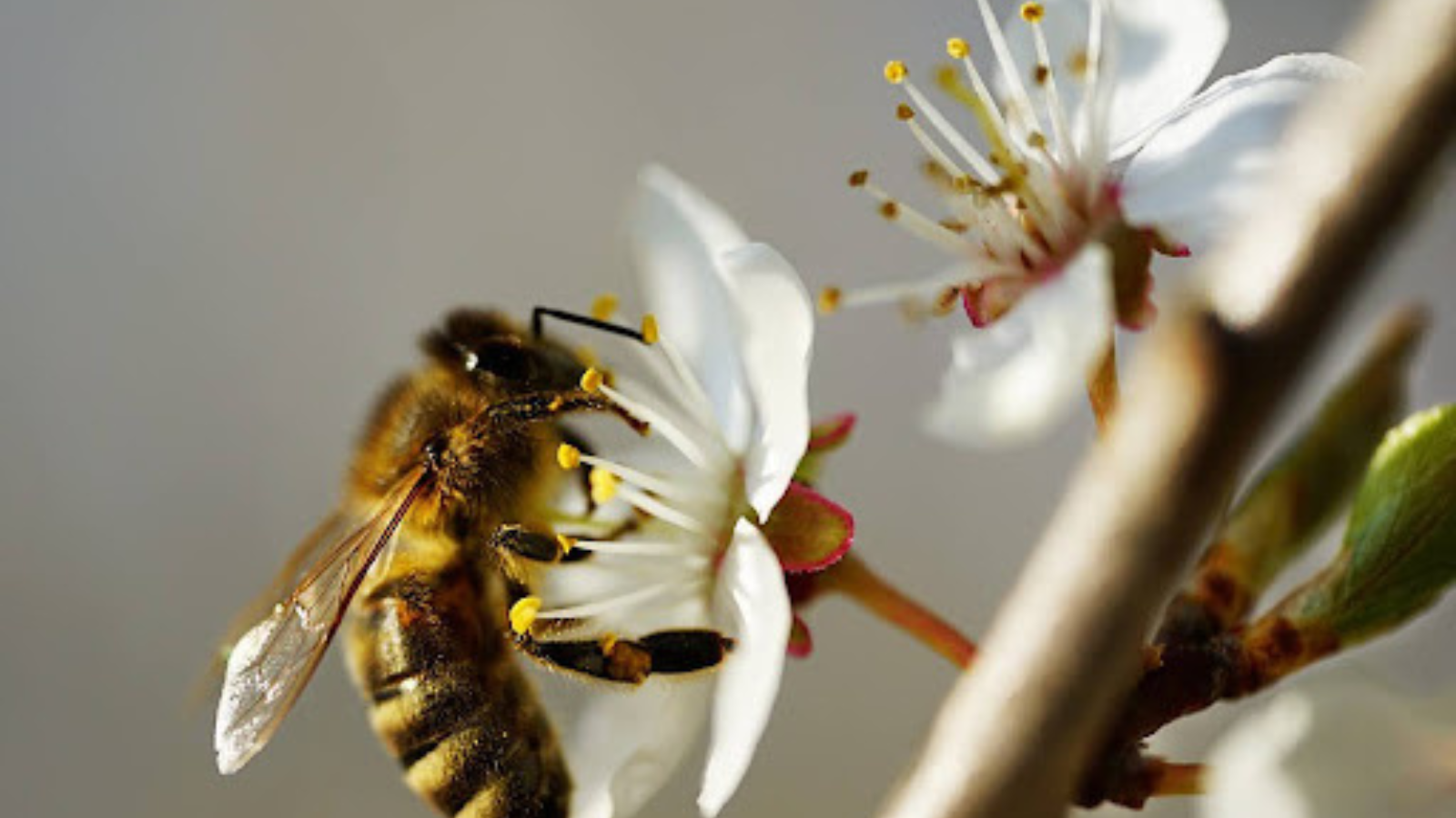 Co dělat, když vašeho psa píchne včela?