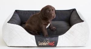 hobbydog