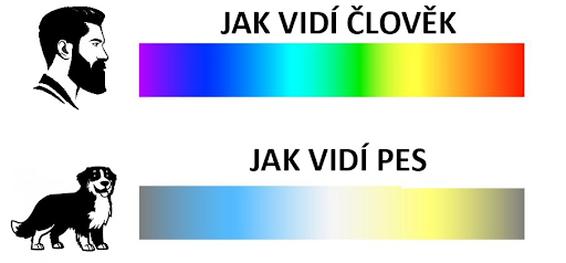 jak-vidi-pes