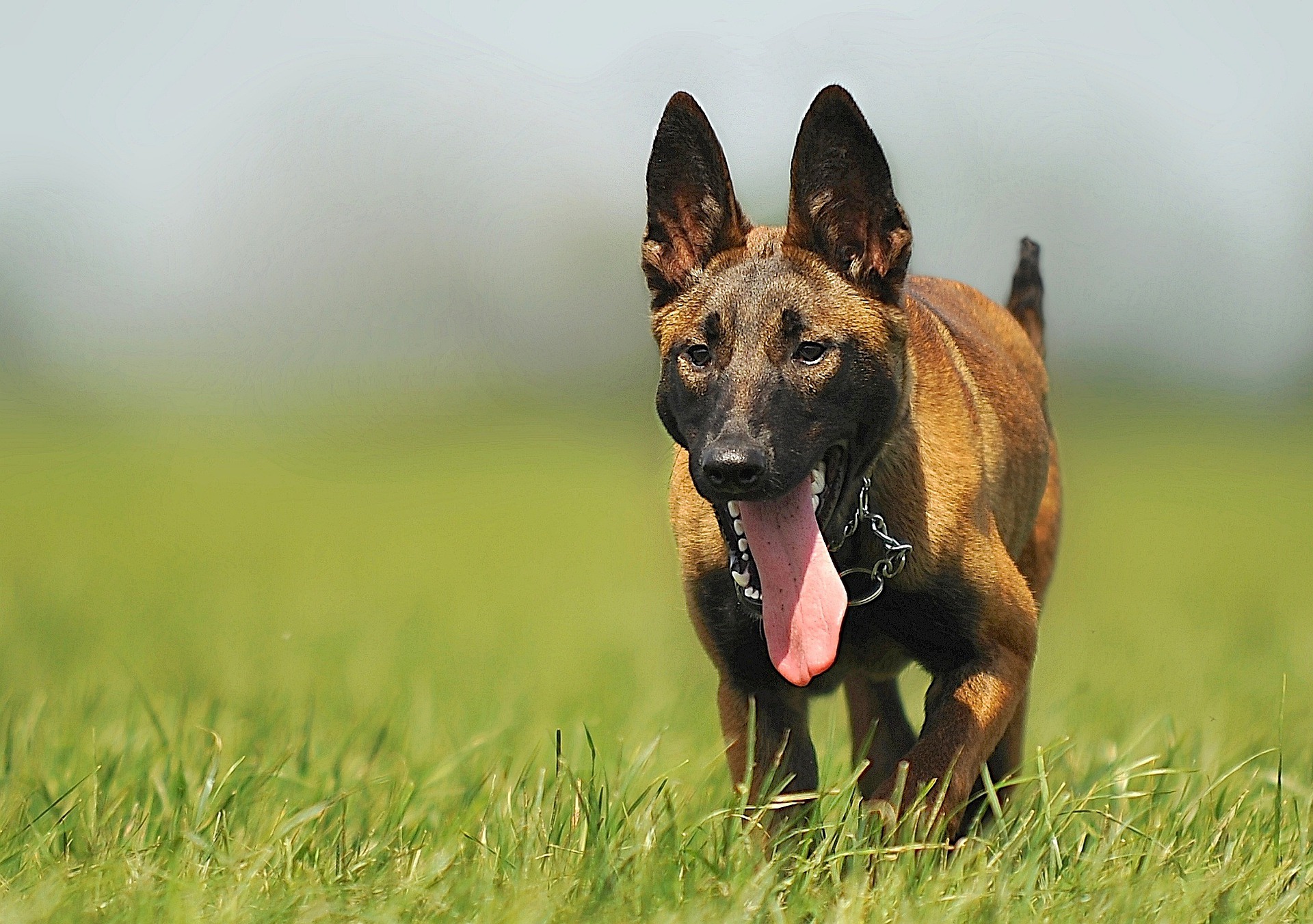 malinois-pohyb