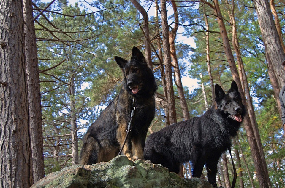 pes-dogtrekking