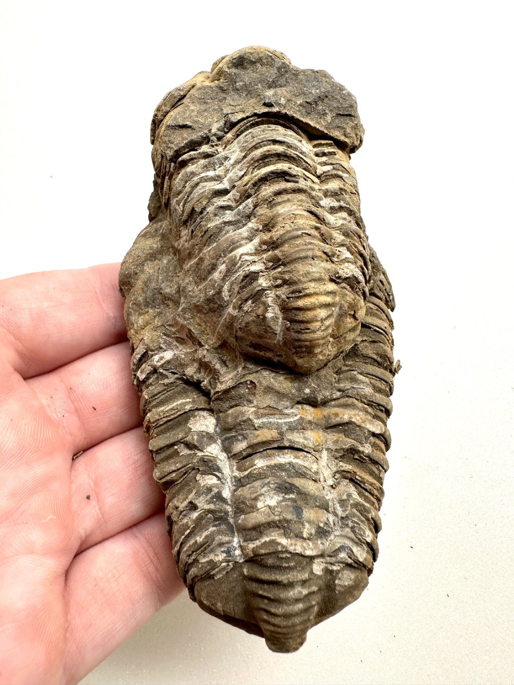 Trilobit 11,5cm – Hoher Atlas, Marokko