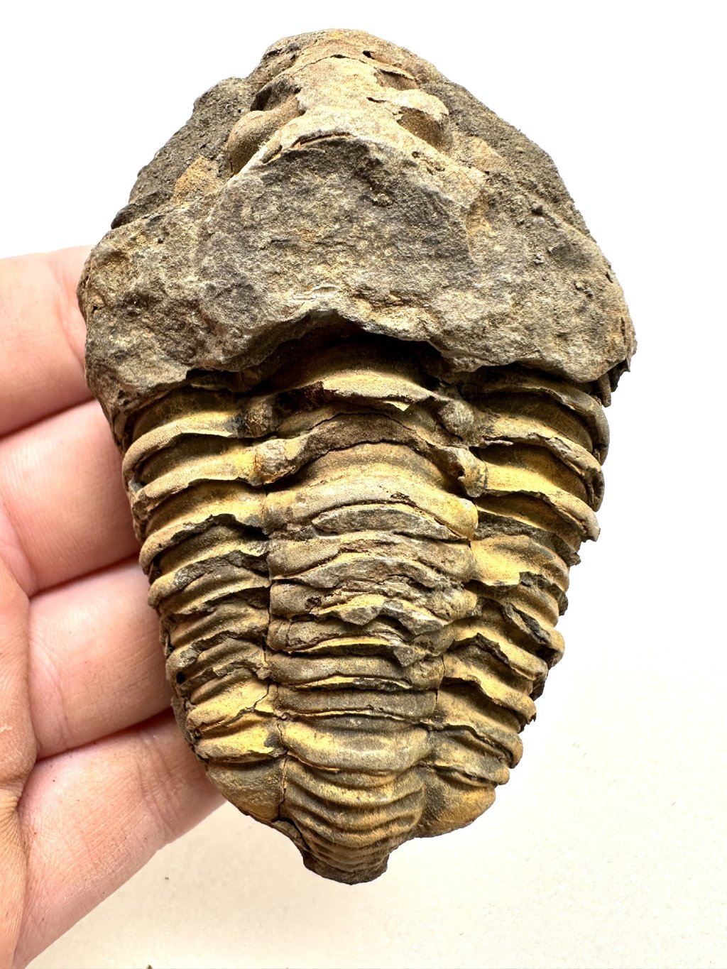 Trilobit 8cm – Velký Atlas, Maroko