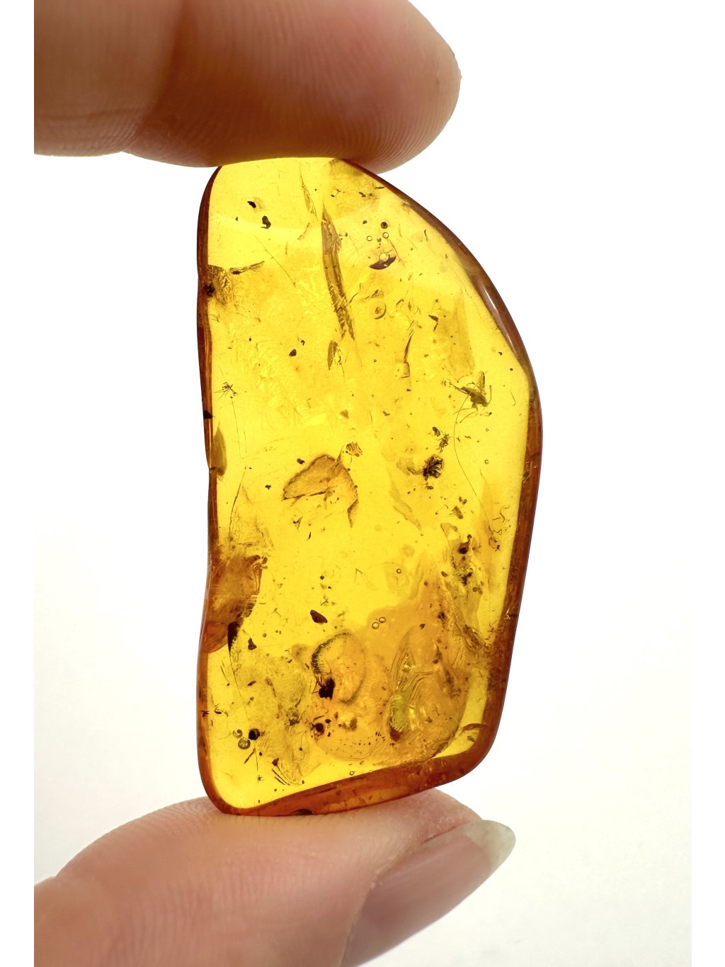 Hmyz v jantaru – Litva – 3g