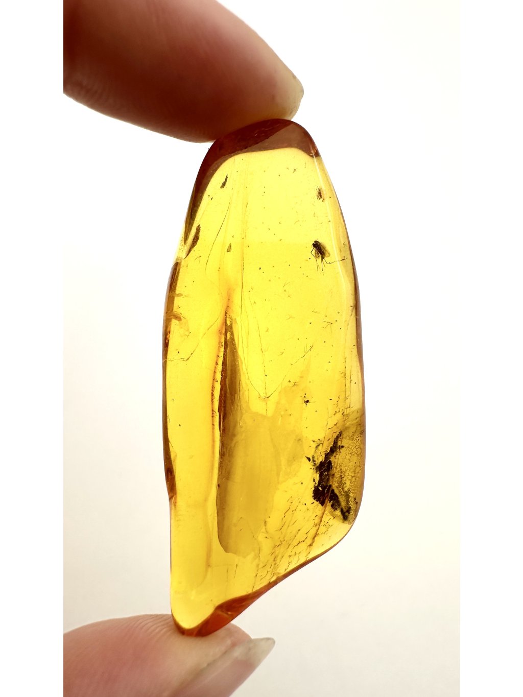 Insects in amber – Lithuania – 5g