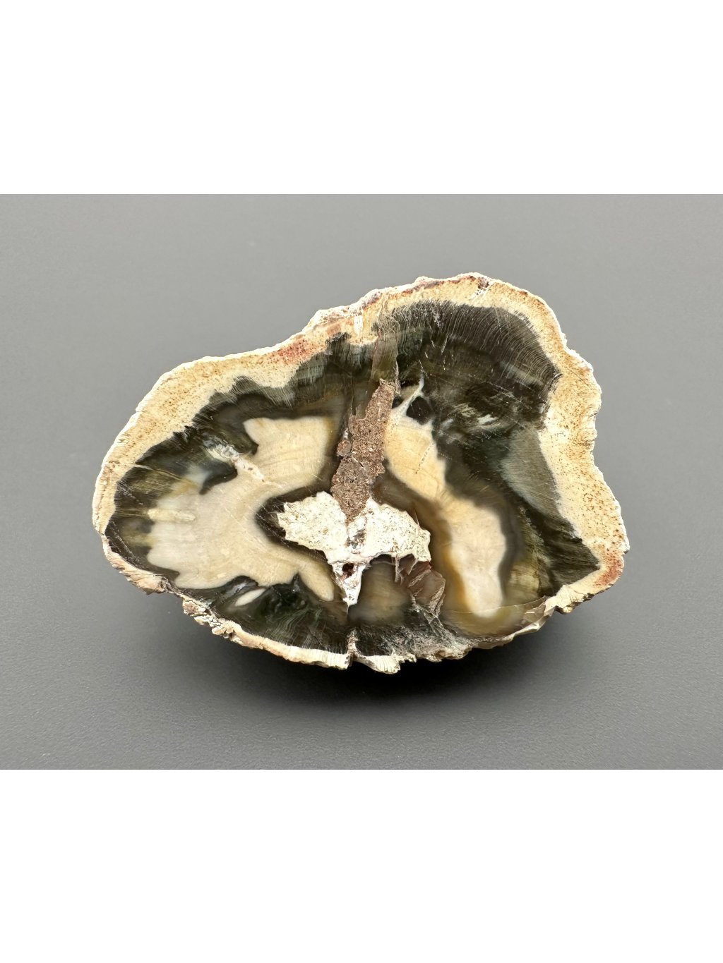 Versteinertes Holz "Araukarit" 4,4cm – Madagaskar