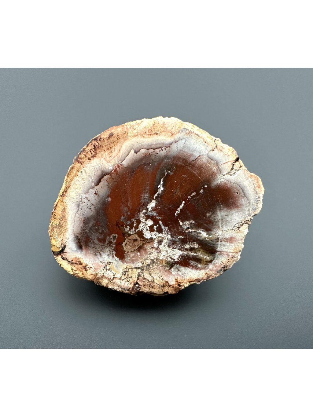 Versteinertes Holz "Araukarit" 5,3cm – Madagaskar