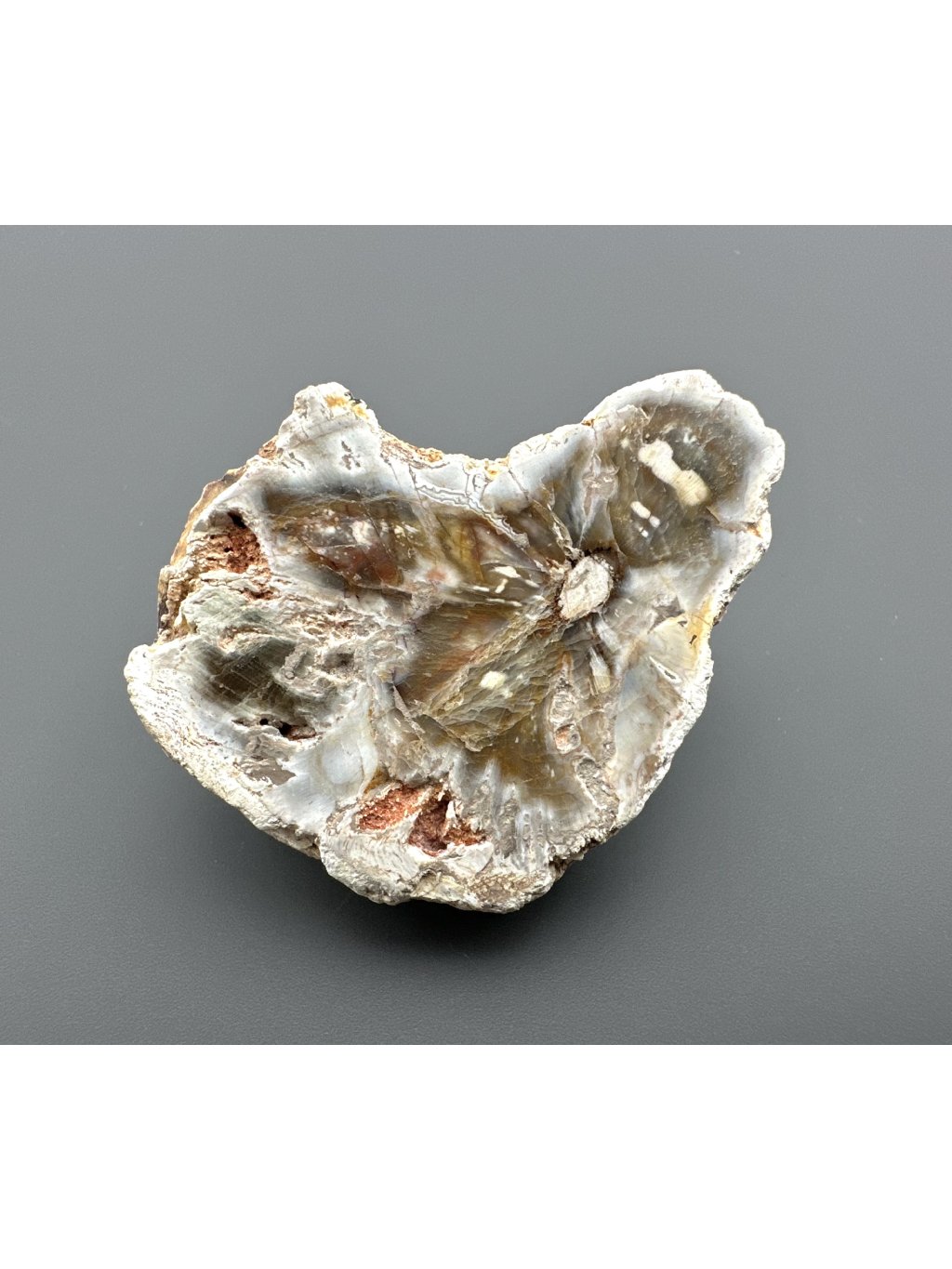 Versteinertes Holz "Araukarit" 5,5cm – Madagaskar