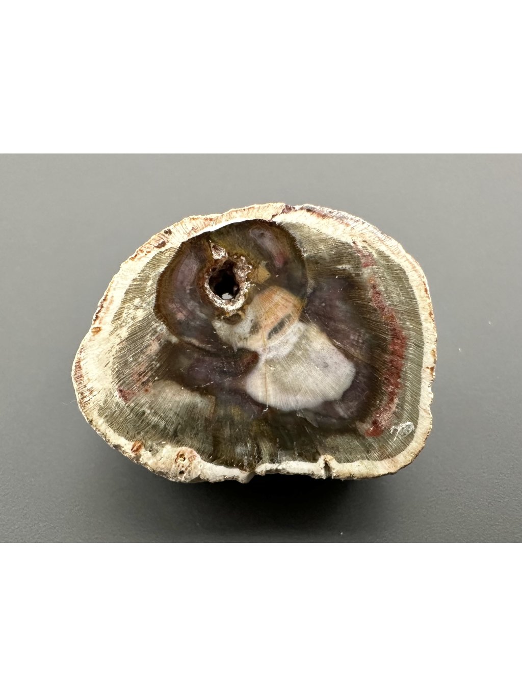 Versteinertes Holz "Araukarit" 2,5cm – Madagaskar