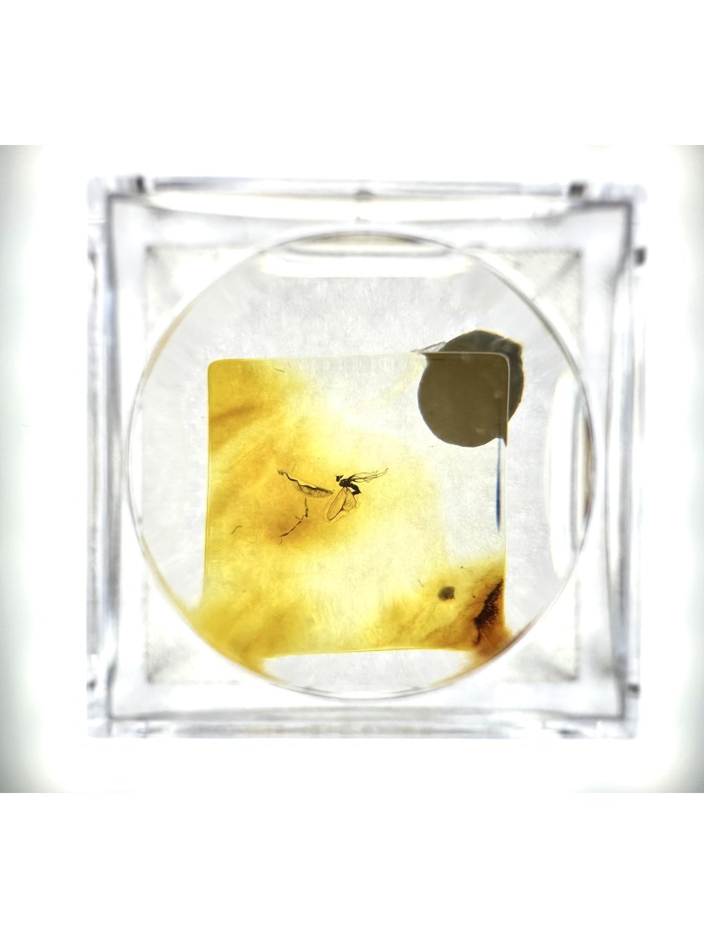 Insects in amber in a box with magnifying glass – Lithuania