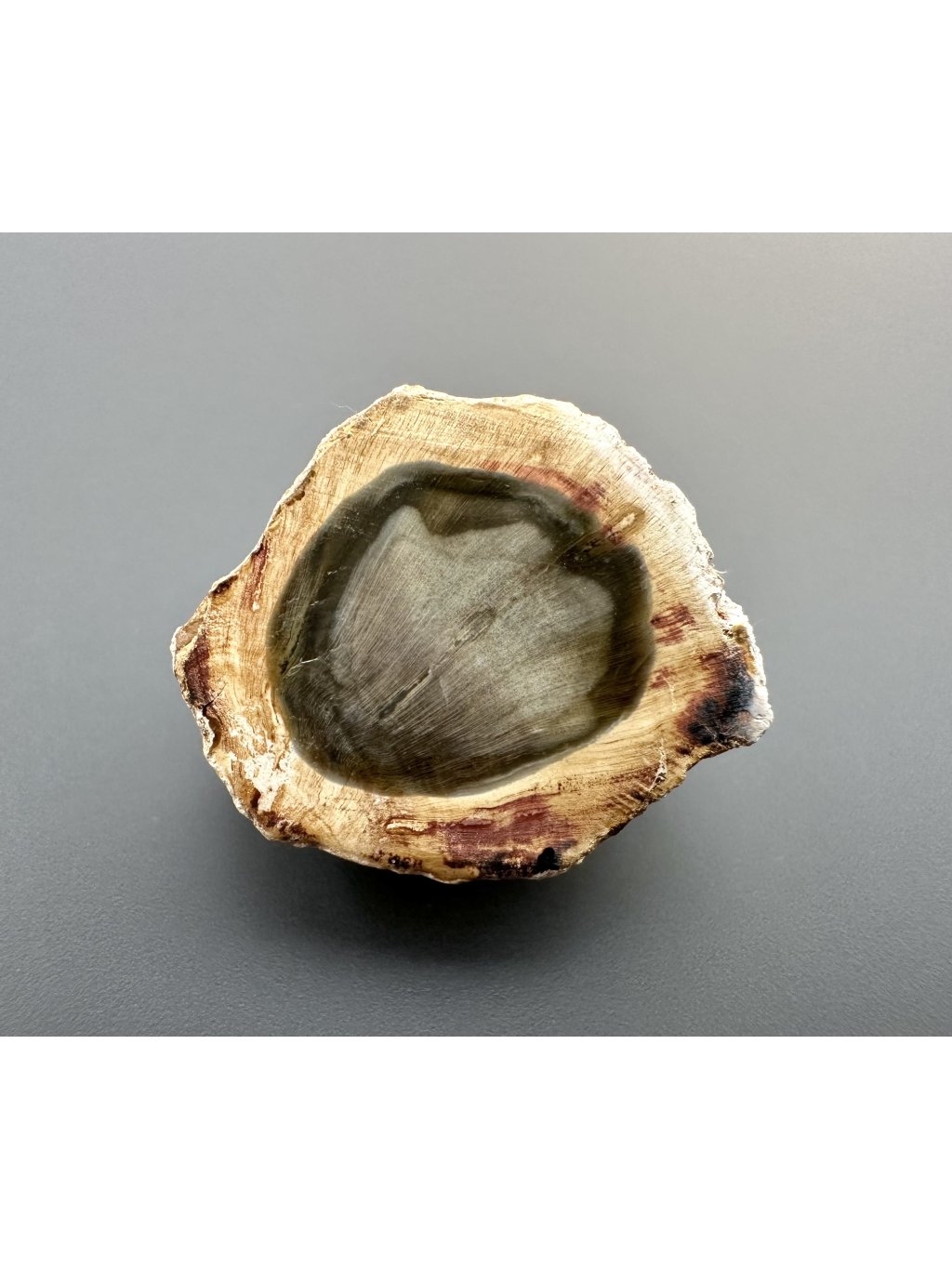 Petrified wood "Araucarite" 2,8cm – Madagascar