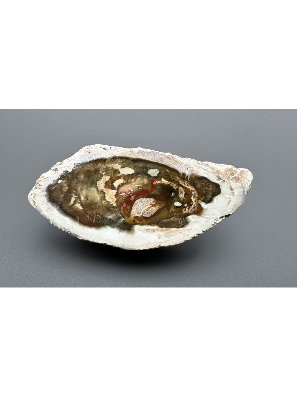 Zkamenělé dřevo "Araukarit" 5,8cm – Madagaskar