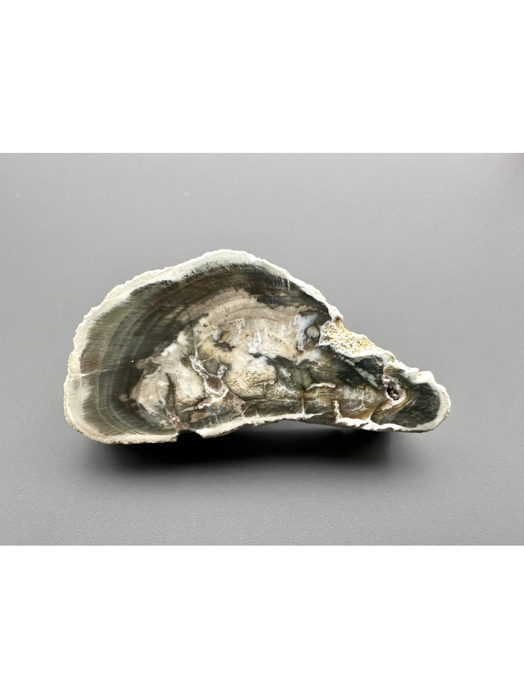 Petrified wood "Araucarite" 4,8cm – Madagascar