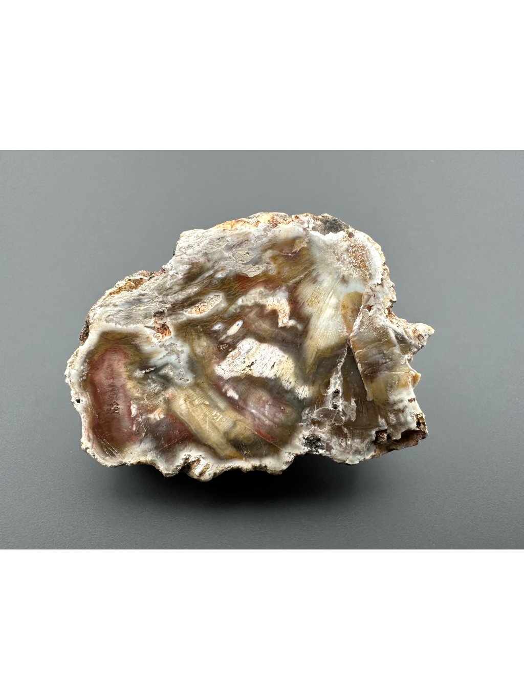 Zkamenělé dřevo "Araukarit" 4,4cm – Madagaskar