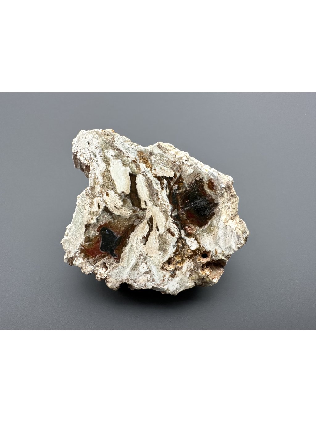 Petrified wood "Araucarite" 4,9cm – Madagascar