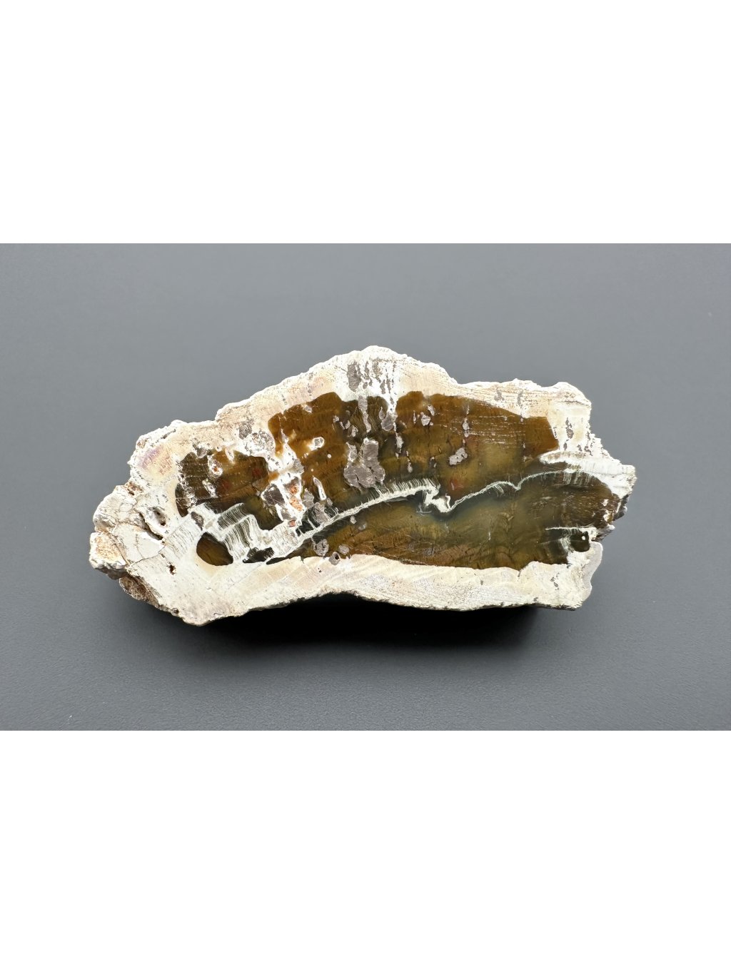 Petrified wood "Araucarite" 5,2cm – Madagascar