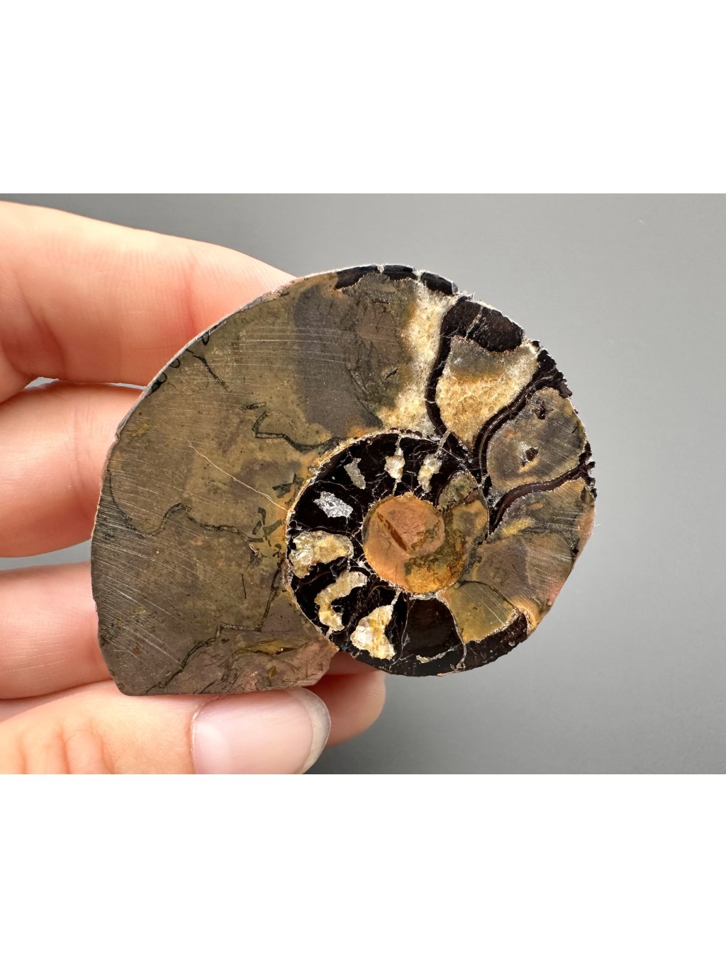 Amonit 5,6cm – Maroko