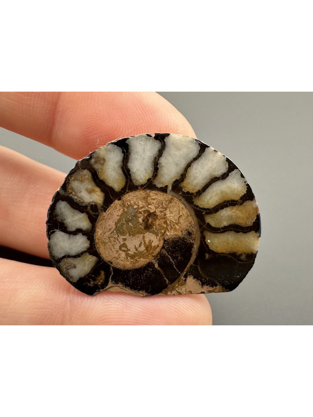 Amonit 3,2cm – Maroko